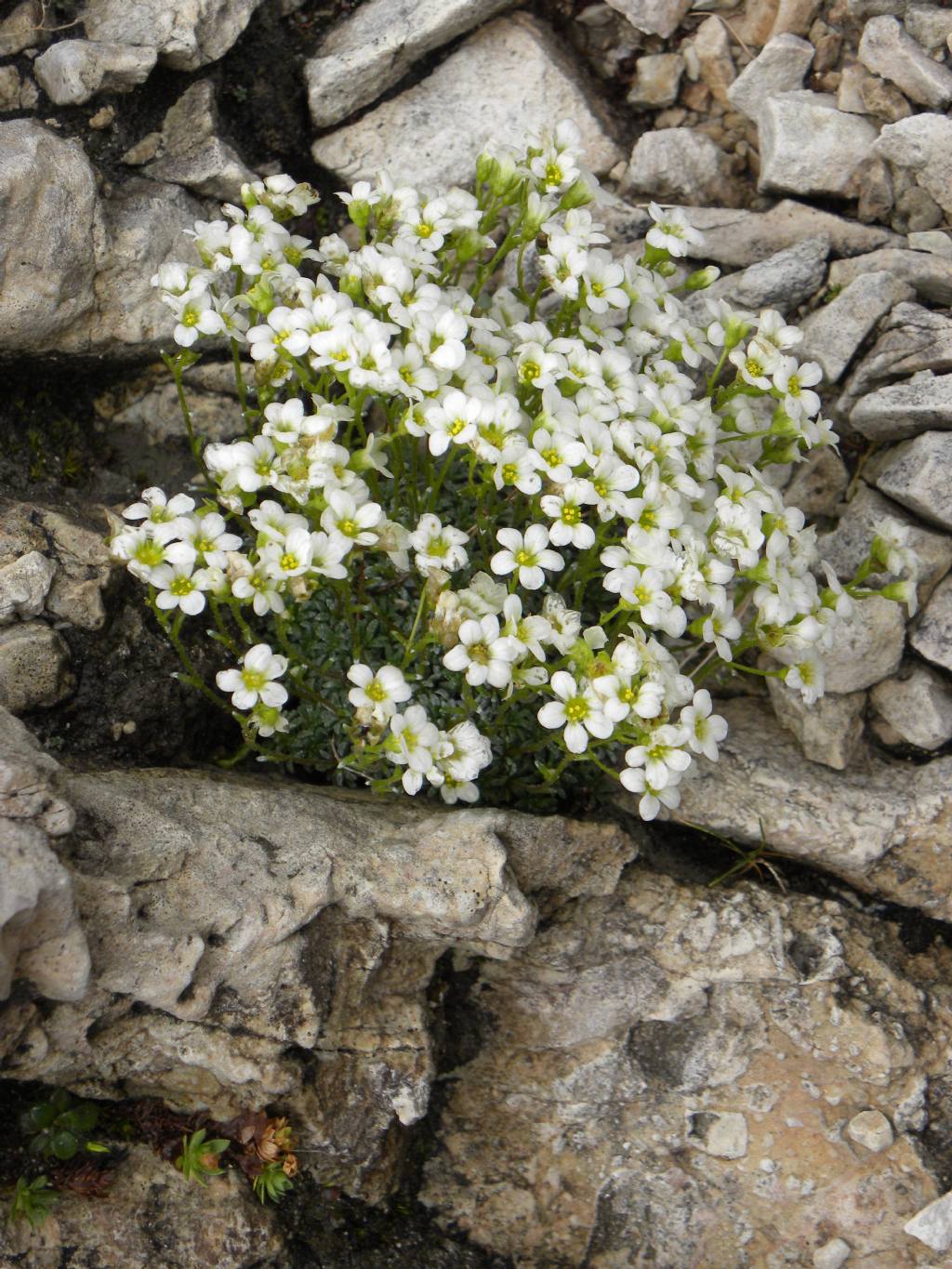 Saxifraga caesia